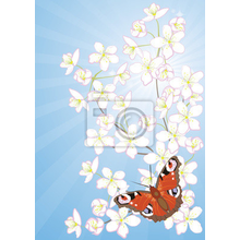 Арт-обои - Цветущая вишня и бабочка
