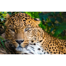 Фотообои с портретом леопарда