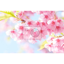 Фотообои - Розовые цветы сакуры