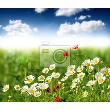 Фотообои - Летние полевые цветы