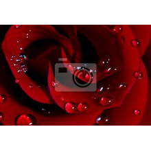 Фотообои - Роза с каплями воды