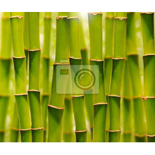 Фотообои - Зеленая бамбуковая роща