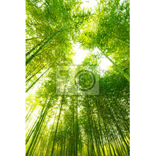 Фотообои для потолка с бамбуком