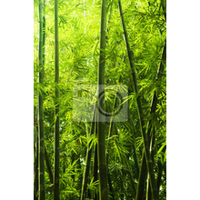 Фотообои - Бамбуковый лес в Китае