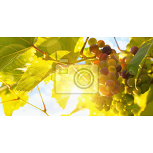 Фотообои - Свежий виноград