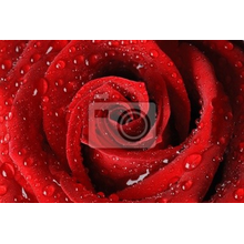 Фотообои - Красная роза с каплями росы