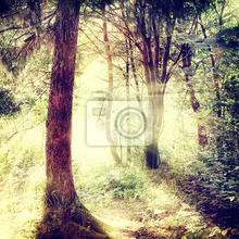 Фотообои - лес в винтажном стиле