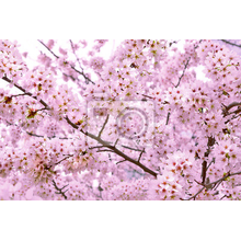 Фотообои - Весеннее цветение