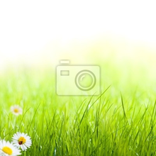 Фотообои - Зеленая трава с божьей коровкой
