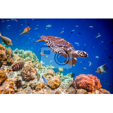 Фотообои c морской черепахой