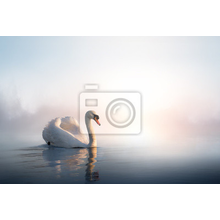 Фотообои - Лебедь на рассвете