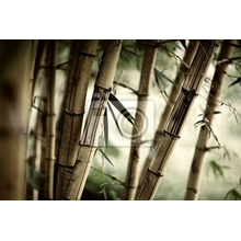 Фотообои на стену с густой бамбуковой рощей