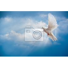 Фотообои - Птица мира