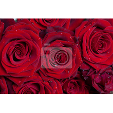 Фотообои - Красивые красные розы