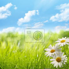 Фотообои с травами и цветами