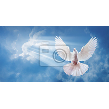 Фотообои - Белый голубь в облаках