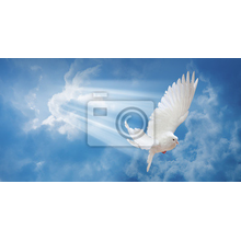 Фотообои - Белый голубь в небесах