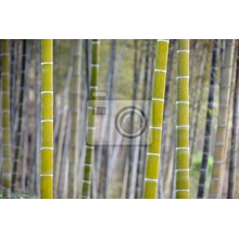 Фотообои с бамбуковой рощей