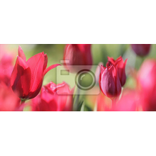 Фотообои - Красные тюльпаны