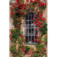 Фотообои на стену - Окно в розах