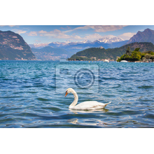 Фотообои на стену - Белый лебедь на озере