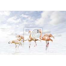 Фотообои с фламинго