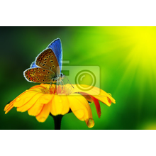 Фотообои с бабочкой и желтым цветком