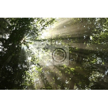 Фотообои - Солнечные лучи сквозь деревья
