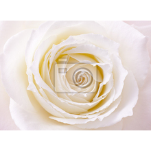Фотообои - Крупная белая роза