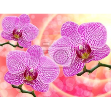 Фотообои для стен с крупными орхидеями