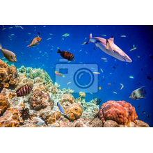 Фотообои на стену - Коралловый риф