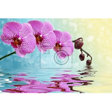 Фотообои - Красивые орхидеи над водой