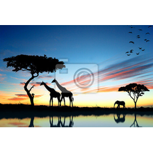 Фотообои - Сафари с жирафами