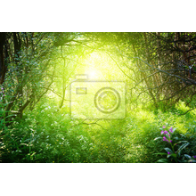 Фотообои - Красивый лесной пейзаж