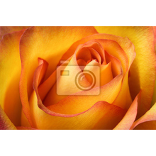Фотообои - Желто-оранжевая роза