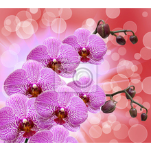 Фотообои для стен - Розовые орхидеи
