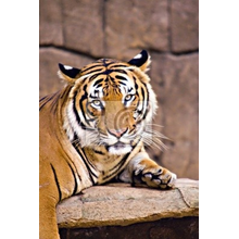 Фотообои с портретом тигра