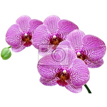 Фотообои - Крупная орхидея