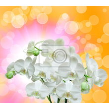 Фотообои с белыми орхидеями на ярком фоне