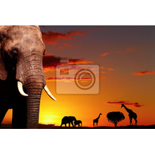 Фотообои - Африканский пейзаж со слоном