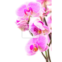 Фотообои с макро орхидеями 
