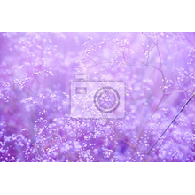 Фотообои с фиолетовыми цветами
