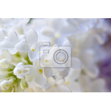 Фотообои - Цветение белой сирени