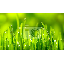 Фотообои на стену - Зеленая травка