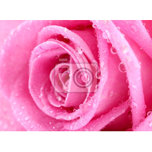 Фотообои - Роза с каплями