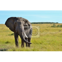 Фотообои для стен - Африканский слон