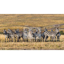 Фотообои - Зебры в Кении