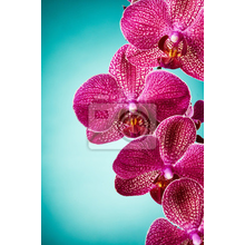 Фотообои - Крупные орхидеи