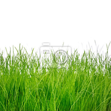 Фотообои - Трава на белом фоне