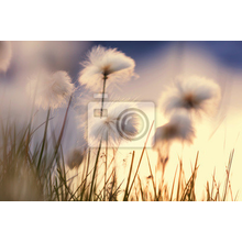 Фотообои - Полярные цветы